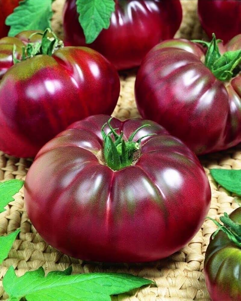 Black (prince tomato Solanum lycopersicum) for planting in garden